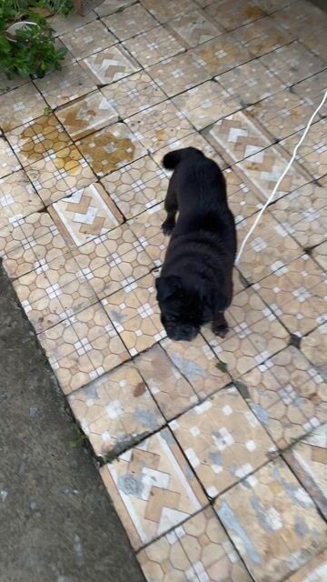 Chó Pug đen hơn 1 năm. Mua bán Chó tại Huyện Trảng Bom Đồng Nai được đăng bởi Thanh Kyy hình 1