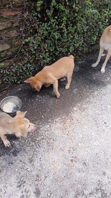 Chó Mông cộc. Mua bán Chó tại Huyện Hoài Đức Hà Nội được đăng bởi Nam Nguyễn Đắc hình 1