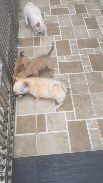 Chó Chihuahua Đực Cái 3,5 triệu. Mua bán Chó tại Huyện Củ Chi Tp Hồ Chí Minh được đăng bởi Anh Phan hình 1