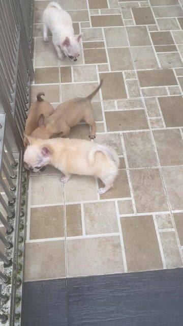 Chó Chihuahua Đực Cái 3,5 triệu. Mua bán Chó tại Huyện Củ Chi Tp Hồ Chí Minh được đăng bởi Anh Phan hình 1