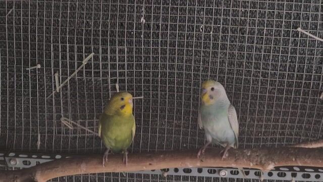 Chim Yến Phụng Hà Lan Sinh Sản. Mua bán Chim tại Quận Hoàng Mai Hà Nội được đăng bởi Trần Văn Đường hình 1