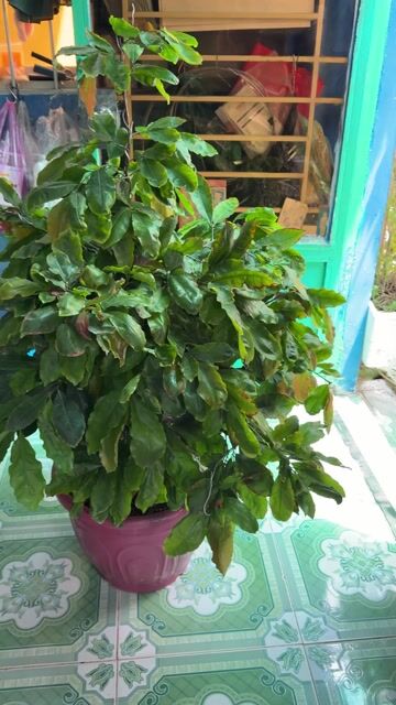 Mai cúc hoàng đế cao 100m hoành 30cm. Mua bán Cây cảnh, đồ trang trí tại Quận Phú Nhuận Tp Hồ Chí Minh được đăng bởi Nguyễn thành long  hình 1