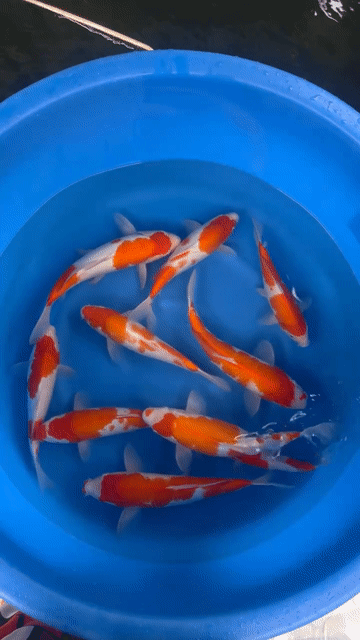 Cá chép Koi Kohaku trại Torazo Nhật Bản 25-35cm . Mua bán Thú cưng khác tại Quận 12 Tp Hồ Chí Minh được đăng bởi Gin Koi Farm hình 1