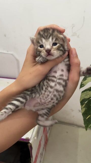 mèo bengal đực dưới 2 tháng. Mua bán Mèo tại Quận 7 Tp Hồ Chí Minh được đăng bởi Gia Bao hình 1