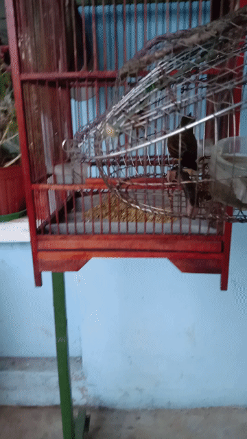 Chim Hút mật 5 màu  mồi. Mua bán Chim tại Thành phố Long Khánh Đồng Nai được đăng bởi cu gáy mai lai sinh sản Đồng nai  hình 1