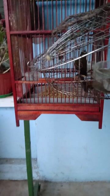 Chim Hút mật 5 màu  mồi. Mua bán Chim tại Thành phố Long Khánh Đồng Nai được đăng bởi cu gáy mai lai sinh sản Đồng nai  hình 1