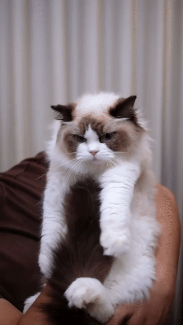 Mèo Ragdoll Cái 6 tháng Nhập. Mua bán Mèo tại Quận Nam Từ Liêm Hà Nội được đăng bởi Đại Ngọc ChamMiloHouse hình 1