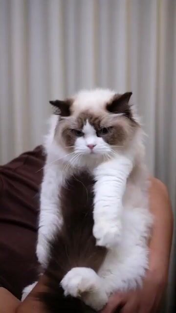 Mèo Ragdoll Cái 6 tháng Nhập. Mua bán Mèo tại Quận Nam Từ Liêm Hà Nội được đăng bởi Đại Ngọc ChamMiloHouse hình 1
