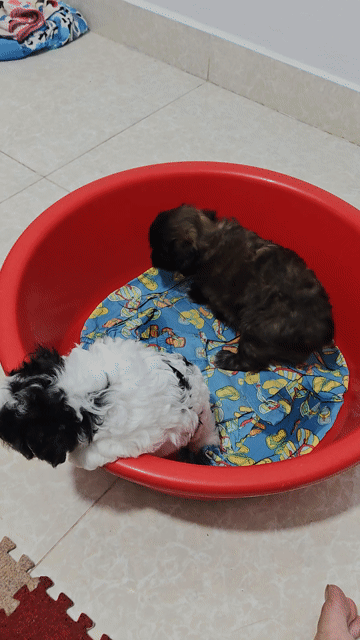 Chó Poodle Đen, Trắng đen 40 ngày tuổi. Mua bán Chó tại Quận Cầu Giấy Hà Nội được đăng bởi Chu Tuấn Hiệp hình 1