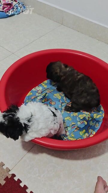 Chó Poodle Đen, Trắng đen 40 ngày tuổi. Mua bán Chó tại Quận Cầu Giấy Hà Nội được đăng bởi Chu Tuấn Hiệp hình 1