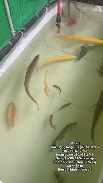 Cá săn mồi đủ loại. Mua bán Thú cưng khác tại Thị xã Bến Cát Bình Dương được đăng bởi nhct hình 1