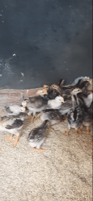 Gà con 3 tuần tuổi máu siu. Mua bán Gà tại Huyện Chơn Thành Bình Phước được đăng bởi Hoàng hình 1