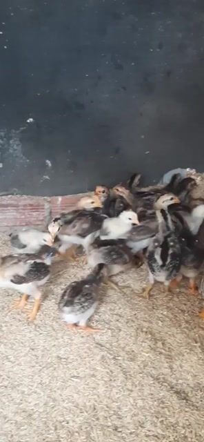 Gà con 3 tuần tuổi máu siu. Mua bán Gà tại Huyện Chơn Thành Bình Phước được đăng bởi Hoàng hình 1