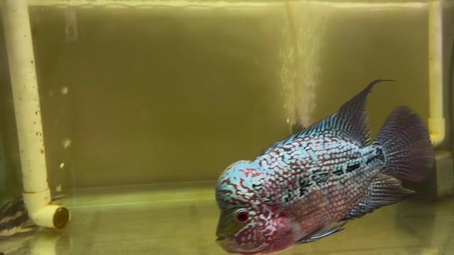 Cá La Hán size 5 ngón. Mua bán Thú cưng khác tại Quận Phú Nhuận Tp Hồ Chí Minh được đăng bởi Phát hình 1