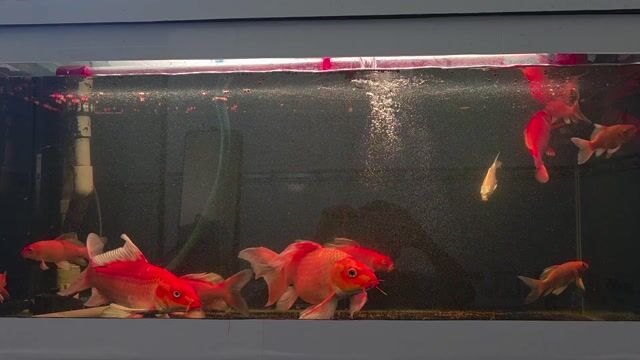 Cá chép Phi Tần Đỏ. Mua bán Thú cưng khác tại Huyện Nhà Bè Tp Hồ Chí Minh được đăng bởi Cường Phạm hình 1