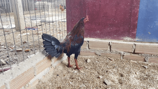 Gà Que Asill Hatch 1kg4 . 8th . Trại Gà Nghĩa Q12. Mua bán Gà tại Huyện Hóc Môn Tp Hồ Chí Minh được đăng bởi Trại Gà Tre Nghĩa Q12  hình 1