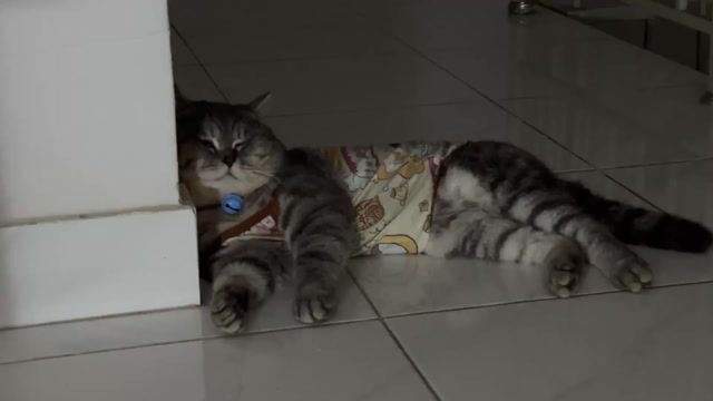 Mèo Anh lông ngắn Đực. Mua bán Mèo tại Thị xã Tân Uyên Bình Dương được đăng bởi hoàng an hình 1