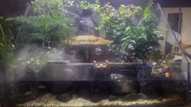 Hồ bán cạn 60x40cm. Mua bán Cây cảnh, đồ trang trí tại Thành phố Thủ Dầu Một Bình Dương được đăng bởi Taw Trần hình 1