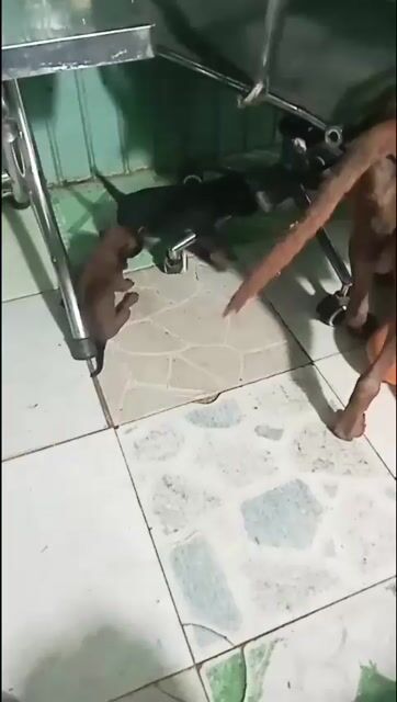 Chó con Thái Phú Quốc Cái Vàng 75 ngày. Mua bán Chó tại Huyện Nhà Bè Tp Hồ Chí Minh được đăng bởi Dao hình 1