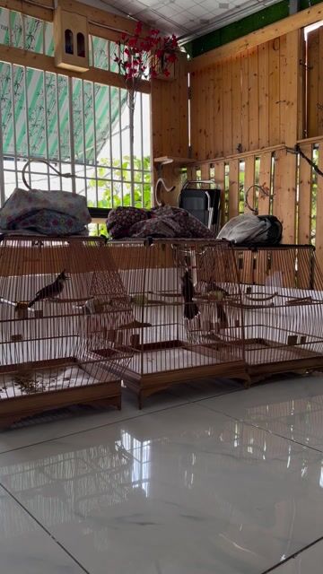 Chim chào mào hót hay. Mua bán Chim tại Quận Gò Vấp Tp Hồ Chí Minh được đăng bởi Anh Khoa hình 1