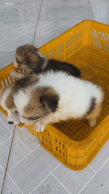 Chó Corgi nhiều màu khỏe mạnh. Mua bán Chó tại Huyện Châu Thành Bến Tre được đăng bởi Tân hình 1