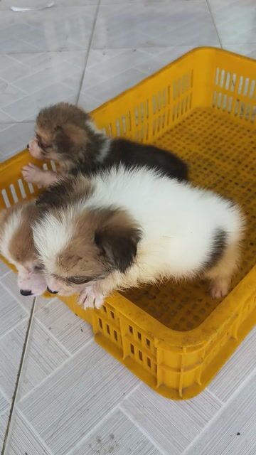 Chó Corgi nhiều màu khỏe mạnh. Mua bán Chó tại Huyện Châu Thành Bến Tre được đăng bởi Tân hình 1