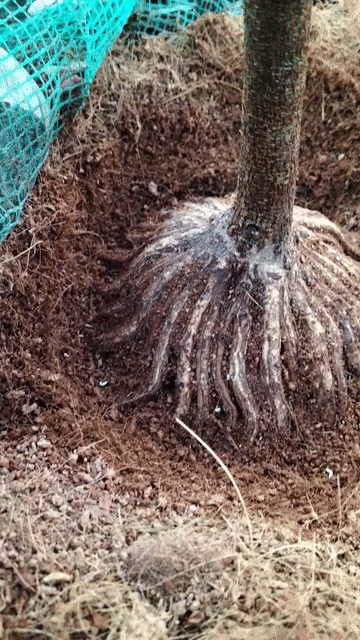 Cây cảnh Mai vàng. Mua bán Cây cảnh, đồ trang trí tại Huyện Phụng Hiệp Hậu Giang được đăng bởi Ngọc hình 1