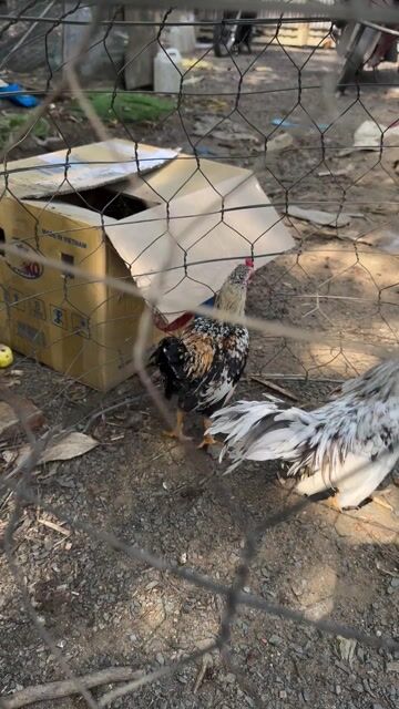 Gà Tre bắc chuối 4 lạng. Mua bán Gà tại Huyện Vĩnh Cửu Đồng Nai được đăng bởi Biển Thiếu Muối hình 1