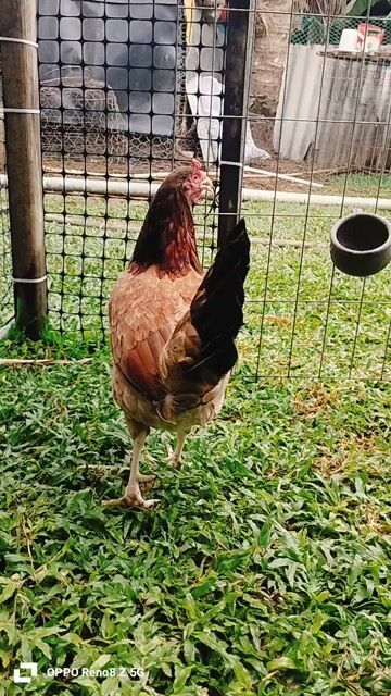 cha mẹ nhập gà hiện 2kg3 chuẩn bị lứa 3. Mua bán Gà tại Thị xã Duyên Hải Trà Vinh được đăng bởi Việt Hưng hình 1