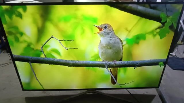 Tivi Samsung UA55K5500AK 2017. Mua bán Tivi, Âm thanh tại Thành phố Thủ Đức Tp Hồ Chí Minh được đăng bởi Nguyễn Thành Khẩn hình 1