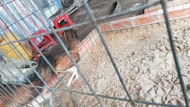 cặp wj mái trẻ siu mĩ. mĩ hátch. Mua bán Gà tại Huyện Hóc Môn Tp Hồ Chí Minh được đăng bởi hoạng ga hình 1
