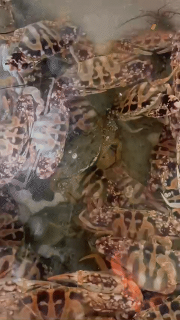 Tôm tít tươi sống. Mua bán Đồ ăn, thực phẩm và các loại khác tại Quận Hải Châu Đà Nẵng được đăng bởi Đặng Lý hình 1