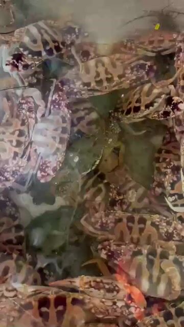 Tôm tít tươi sống. Mua bán Đồ ăn, thực phẩm và các loại khác tại Quận Hải Châu Đà Nẵng được đăng bởi Đặng Lý hình 1