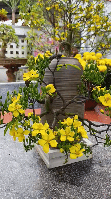 MAI XANH THÁC ĐỔ HÀNG HIẾM 40cm. Mua bán Cây cảnh, đồ trang trí tại Quận Thanh Khê Đà Nẵng được đăng bởi TRUNG NGHĨA hình 1