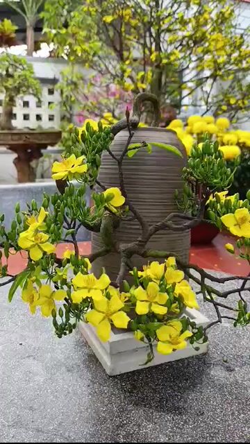 MAI XANH THÁC ĐỔ HÀNG HIẾM 40cm. Mua bán Cây cảnh, đồ trang trí tại Quận Thanh Khê Đà Nẵng được đăng bởi TRUNG NGHĨA hình 1