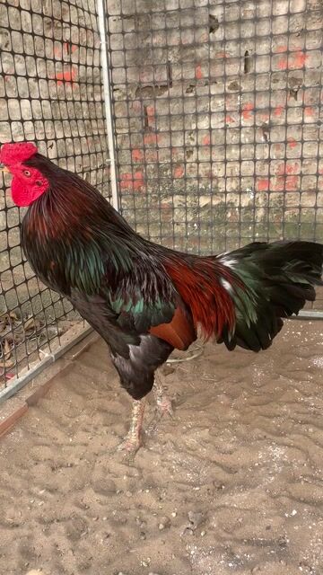 Gà cưng trống 3kg. Mua bán Gà tại Huyện Càng Long Trà Vinh được đăng bởi Nguyễn Ngọc Trân hình 1