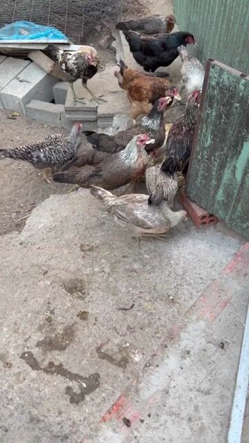 Gà con gà nòi. Mua bán Gà tại Quận Bình Thạnh Tp Hồ Chí Minh được đăng bởi Trương Quốc Vương hình 1