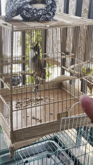 ba tơ quảng ngãi 3 mùa giọng hay thuần đẹp. Mua bán Chim tại Quận Hải Châu Đà Nẵng được đăng bởi Đà Nẵng hình 1