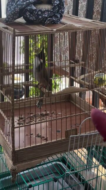 ba tơ quảng ngãi 3 mùa giọng hay thuần đẹp. Mua bán Chim tại Quận Hải Châu Đà Nẵng được đăng bởi Đà Nẵng hình 1