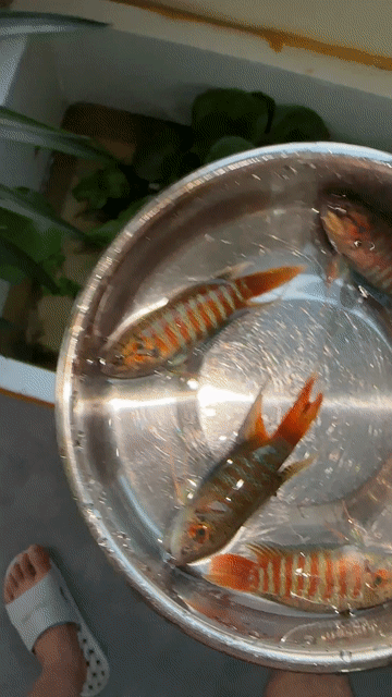 Cá cờ ruộng Nhỡ Xuất sắc. Mua bán Thú cưng khác tại Quận Cầu Giấy Hà Nội được đăng bởi Nguyễn Mỹ Anh  hình 1