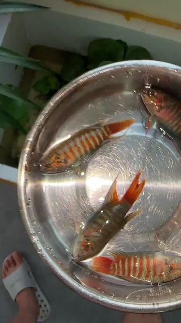 Cá cờ ruộng Nhỡ Xuất sắc. Mua bán Thú cưng khác tại Quận Cầu Giấy Hà Nội được đăng bởi Nguyễn Mỹ Anh  hình 1