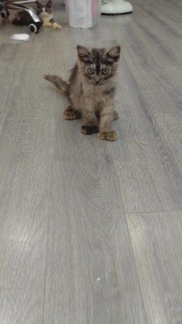 mèo maine coon. Mua bán Mèo tại Quận Bình Tân Tp Hồ Chí Minh được đăng bởi Đình Quốc hình 1