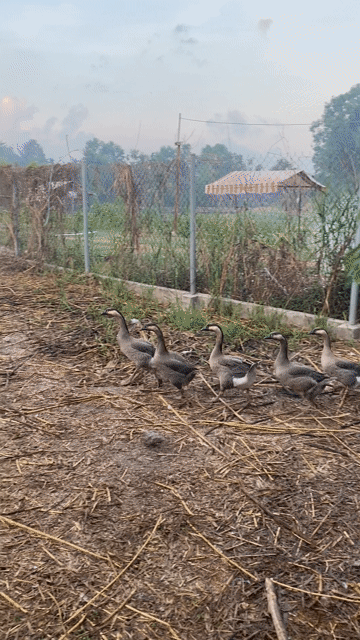 Ngỗng 5 con Lái Thiêu, Bình Dương. Mua bán Thú cưng khác tại Thành phố Thuận An Bình Dương được đăng bởi Quốc Huy hình 1