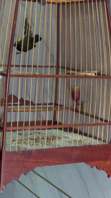 Chiến binh 5 màu bụng vàng - xì chém. Mua bán Chim tại Quận Bình Tân Tp Hồ Chí Minh được đăng bởi Super Happy  hình 1