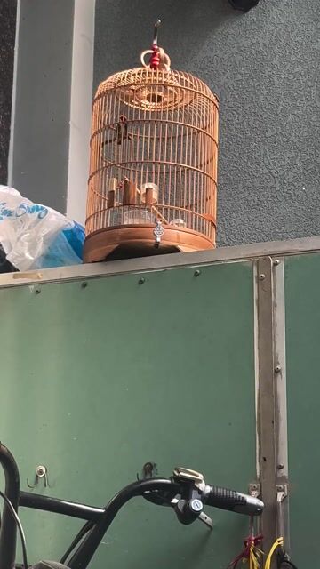 Chim ốc mít đang thay lông. Mua bán Chim tại Quận Tân Phú Tp Hồ Chí Minh được đăng bởi Hoàng Phát hình 1