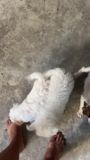 Chó Maltese trắng 1 tháng tuổi. Mua bán Chó tại Huyện Đông Anh Hà Nội được đăng bởi Zochoang hình 1