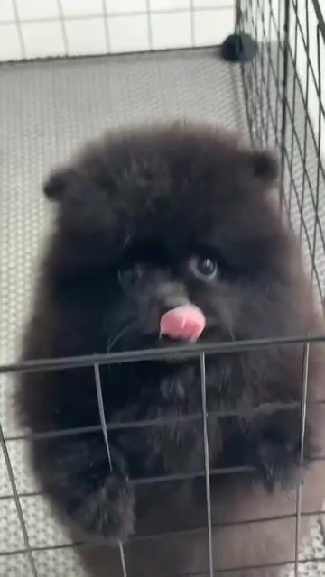 pom ( phốc sóc ) đen phong thuỷ. Mua bán Chó tại Quận Bình Tân Tp Hồ Chí Minh được đăng bởi Trang  hình 1