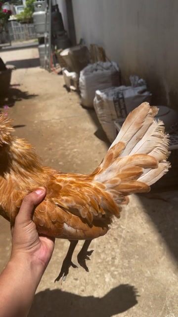 Gà Ba Lan sư tử. Mua bán Gà tại Huyện Trà Cú Trà Vinh được đăng bởi Liao Wei hình 1