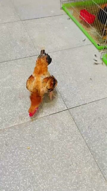 Gà tre Bắc cộc  13 tháng. Mua bán Gà tại Huyện Phú Hòa Phú Yên được đăng bởi Trọng Tuyển hình 1