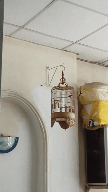 Ốc mít beo. Mua bán Chim tại Quận 7 Tp Hồ Chí Minh được đăng bởi Tên Chưa Cung Cấp hình 1